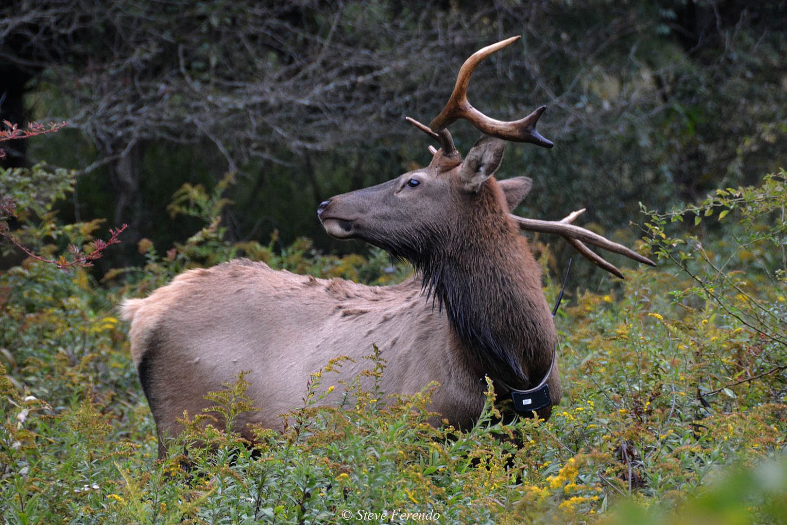 "Natural World" Through My Camera Pennsylvania Elk Range, Day 5